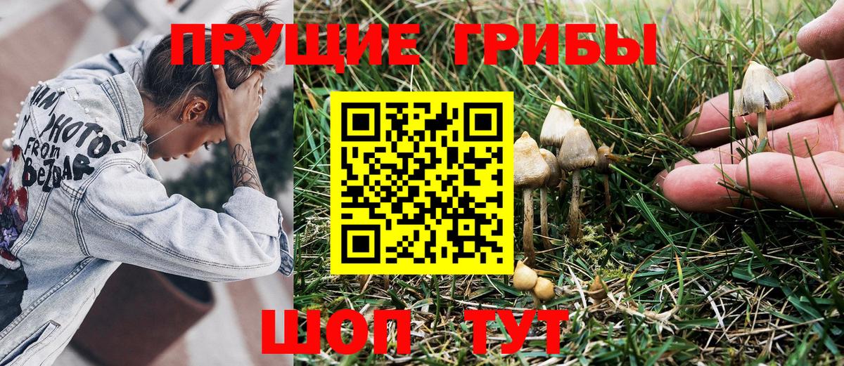 Псилоцибиновые грибы прущие грибы Сертолово